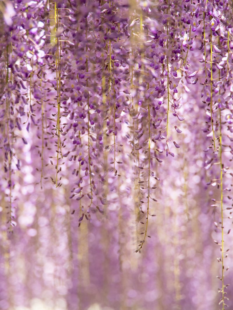 Hanging Florals