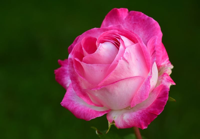 Rose Dessert
