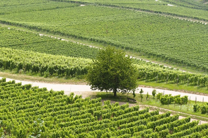 Vineyard Venue 2