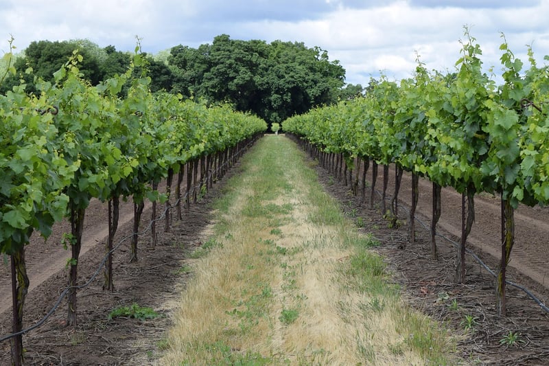 Vineyard Venue 3